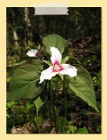 Photo of White Trillium - Seth